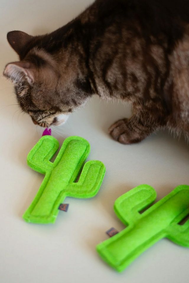 MODERNBEAST Cactus Catnip Toy #4
