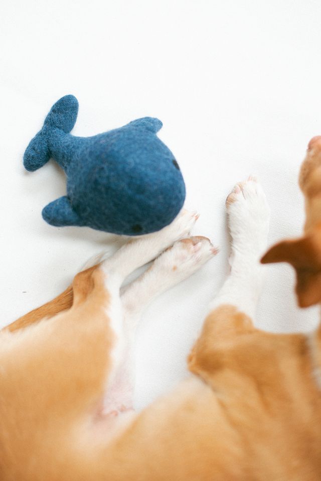 MODERNBEAST Whale Wool Dog Toy #3