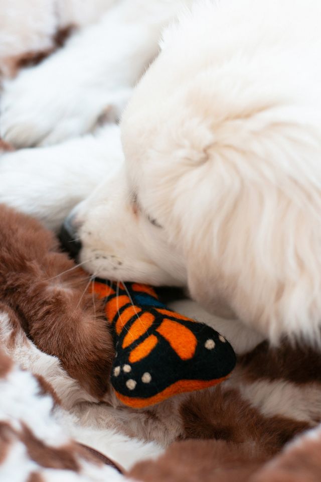 MODERNBEAST Butterfly Woolbone Dog Toy #2