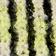 Black Lime