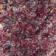 Raspberry