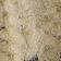 Speckled Ivory