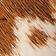 Highland Cow