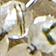 Moss Agate