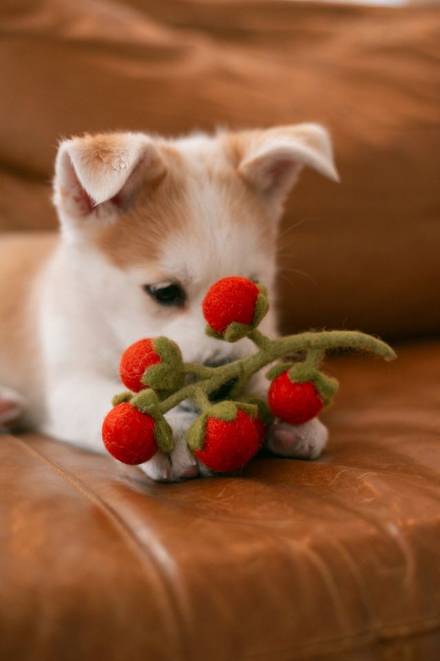 MODERNBEAST Cherry Tomato Vine Wool Dog & Cat Toy #1