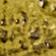 Brass
