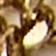 Antique Brass