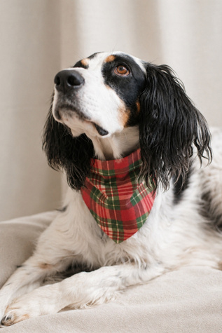 MODERNBEAST Cabin Plaid Pet Bandana