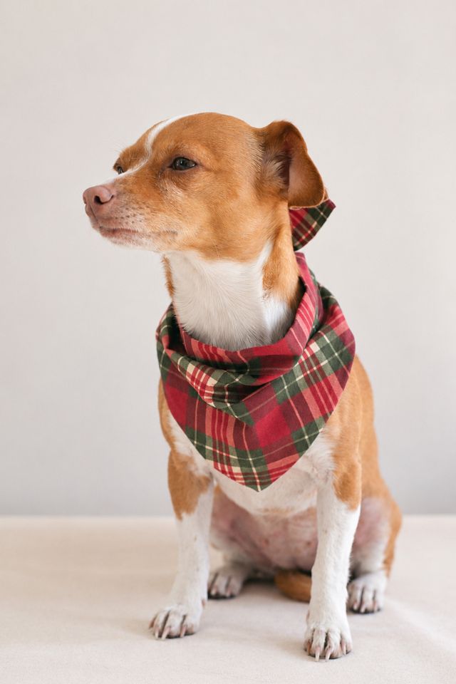 MODERNBEAST Cabin Plaid Pet Bandana #2