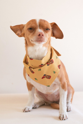 MODERNBEAST Cowboy Christmas Pet Bandana