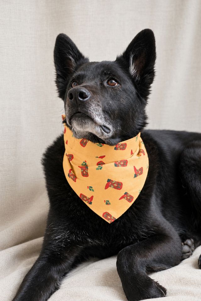 MODERNBEAST Cowboy Christmas Pet Bandana #2