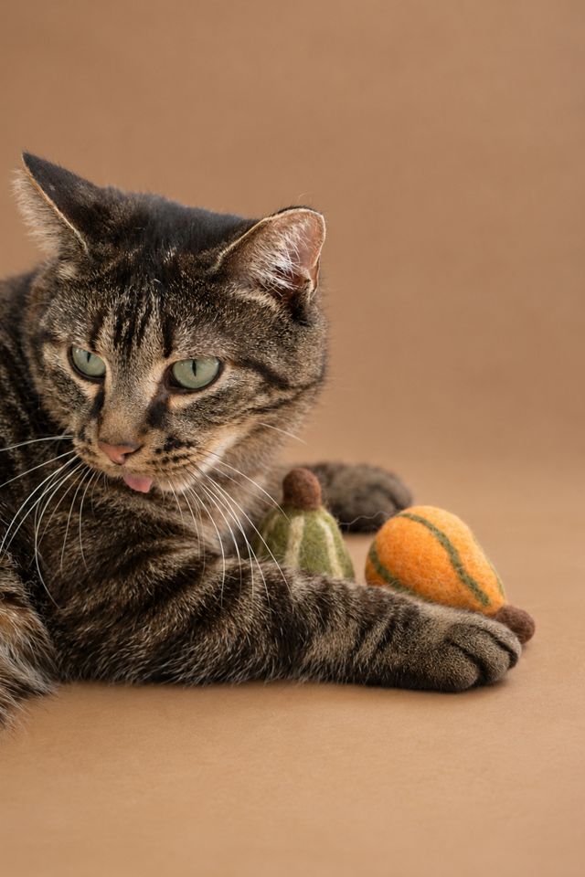 MODERNBEAST Fall Gourds Wool Cat Toy Set #1