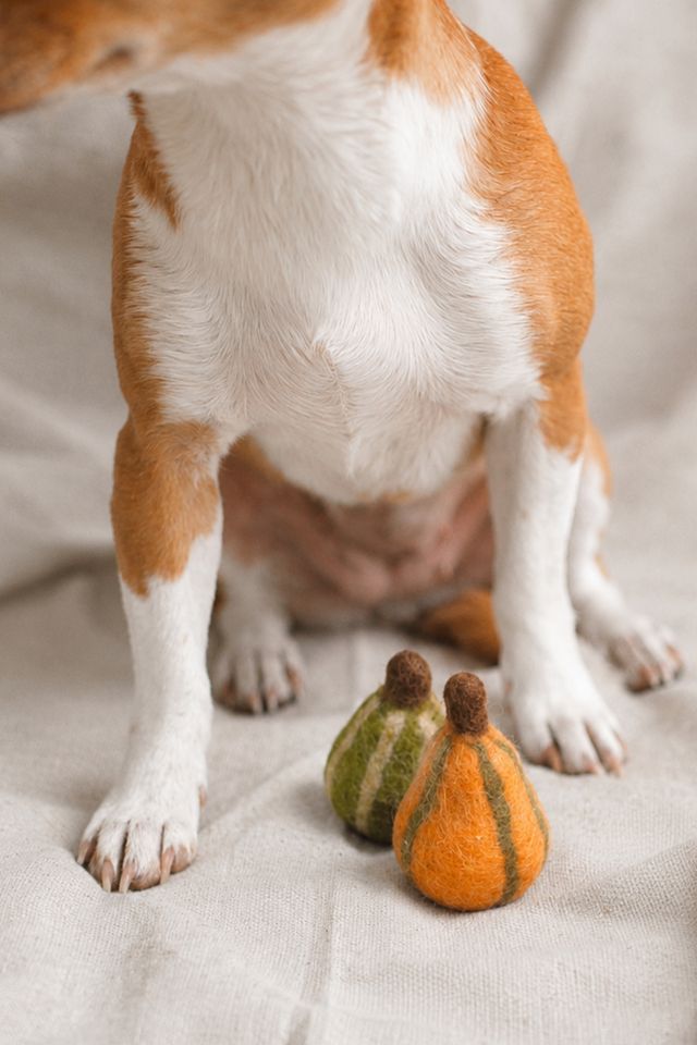 MODERNBEAST Fall Gourds Wool Cat Toy Set #3