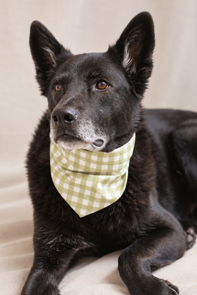 MODERNBEAST Pistachio Gingham Pet Bandana #2