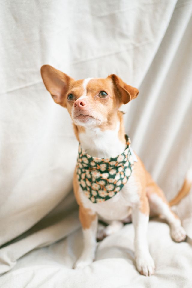 MODERNBEAST Midnight Daisy Floral Pet Bandana #1