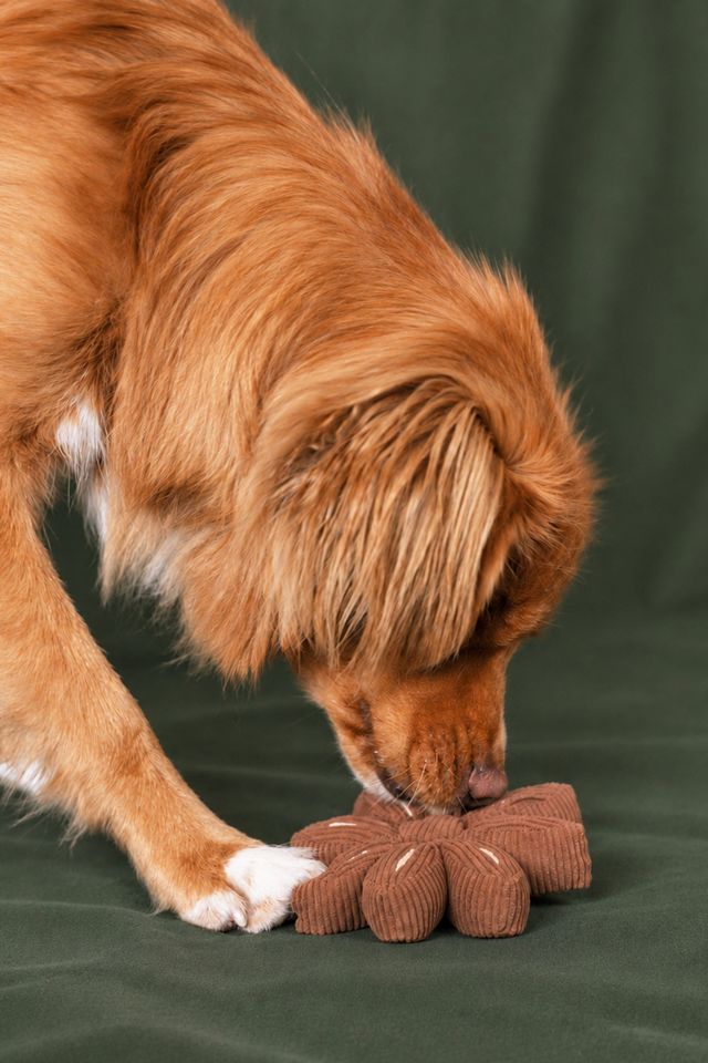 MODERNBEAST The Star Anise Enrichment Dog Toy #1