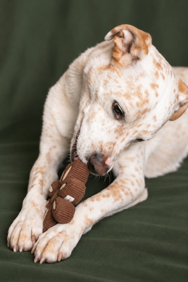MODERNBEAST The Star Anise Enrichment Dog Toy #2