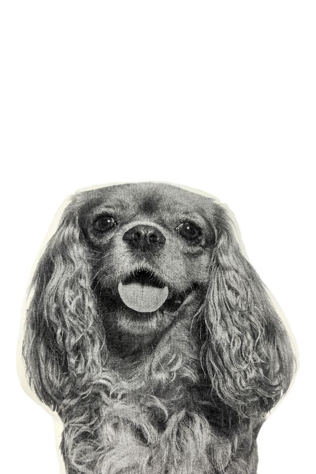 Broderpress Cavalier King Charles Pillow #2