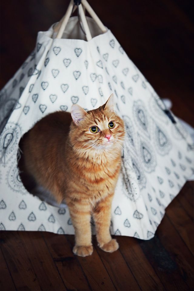 Printed Cat Tipi #5