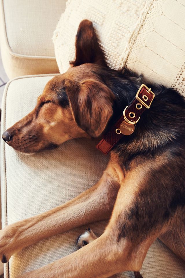 Buffalo Plaid Canvas Collar #1
