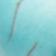 Black / turquoise