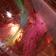 Rose Tort