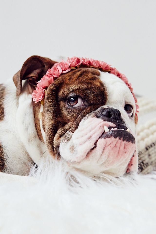 Puppy Flower Crown