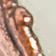 Copper / Rainbow Moonstone