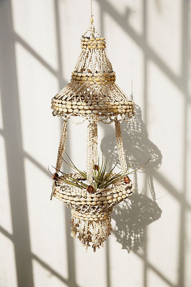 money tree plant price Money Tree main image 1