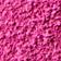 Fuchsia Tulip