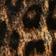 Leopard Print