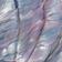 Abalone