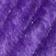 Heliotrope