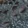 Feuille d'olive