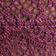 Pink Plum