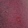 Zinfandel Oiled Leather