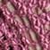 Pink Plum