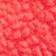 Neon Coral