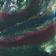Dark Abalone