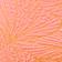 Tangerine Tropic