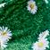 Daisies