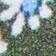 Ditsy Floral