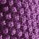 Phlox