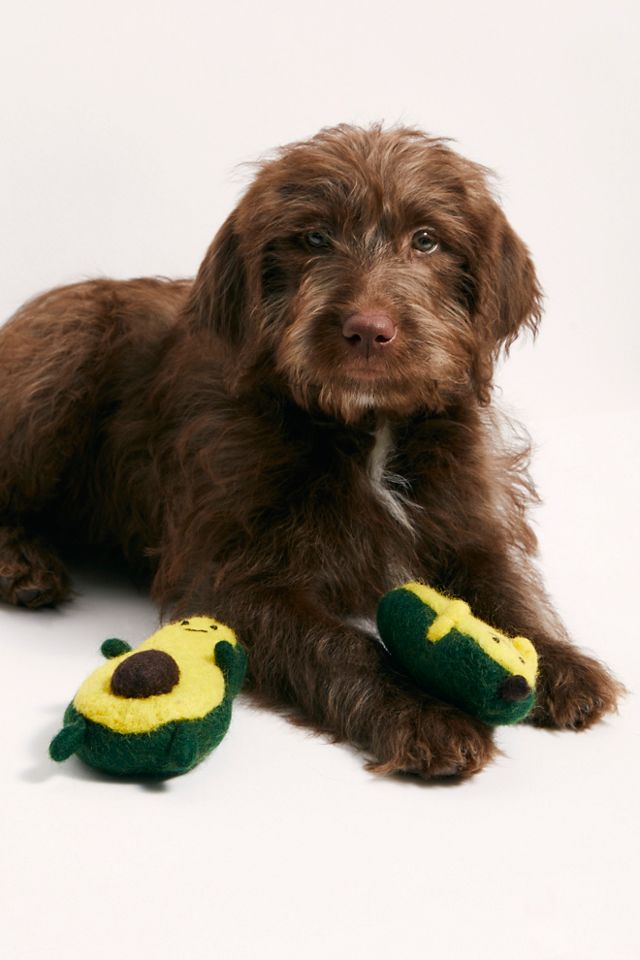 Straight hair hot sale chocolate labradoodle