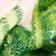 Palm
