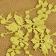 Acid Moss