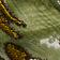 Olivine