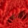 Red Beret