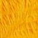 California Poppy