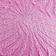 Hibiscus Pink